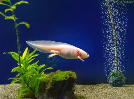 Axolotl, Ambystoma Mexicanum Under Water, In The Aquarium.