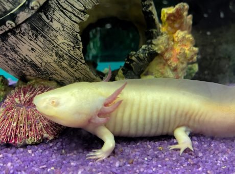 Axolotl Mexican underwater walking fish salamander in aquarium