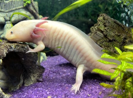 Axolotl Mexican underwater walking fish salamander in aquarium